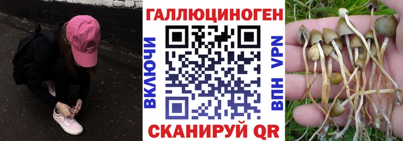 что такое   Бийск  Псилоцибиновые грибы мицелий 